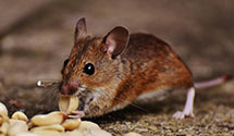 24 Hour & Emergency Exterminators in Flourtown, PA